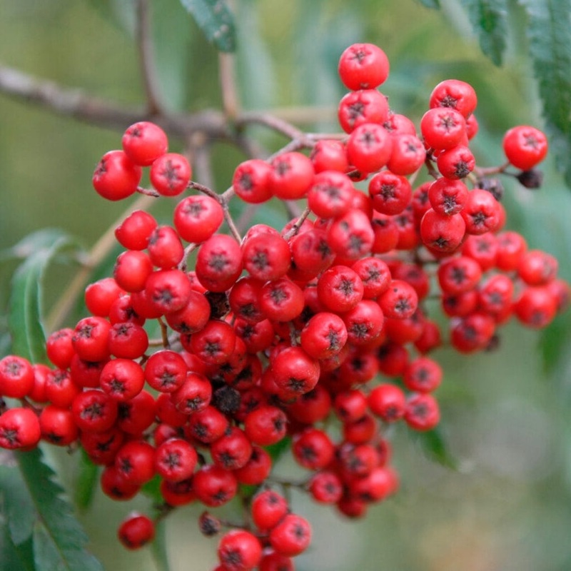 Cut Leaf Rowan Tree | Sorbus ‘Chinese Lace’