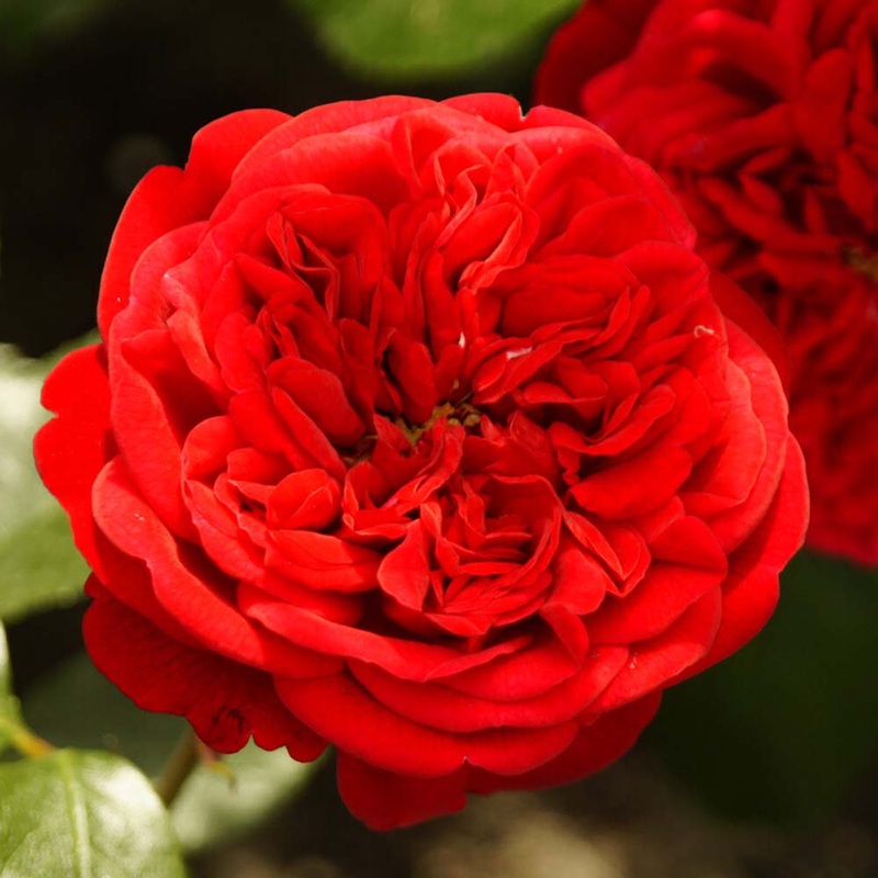 ‘Deep Love’ Climbing Rose