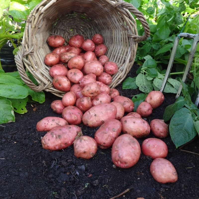 ‘Desiree’ Maincrop Seed Potatoes