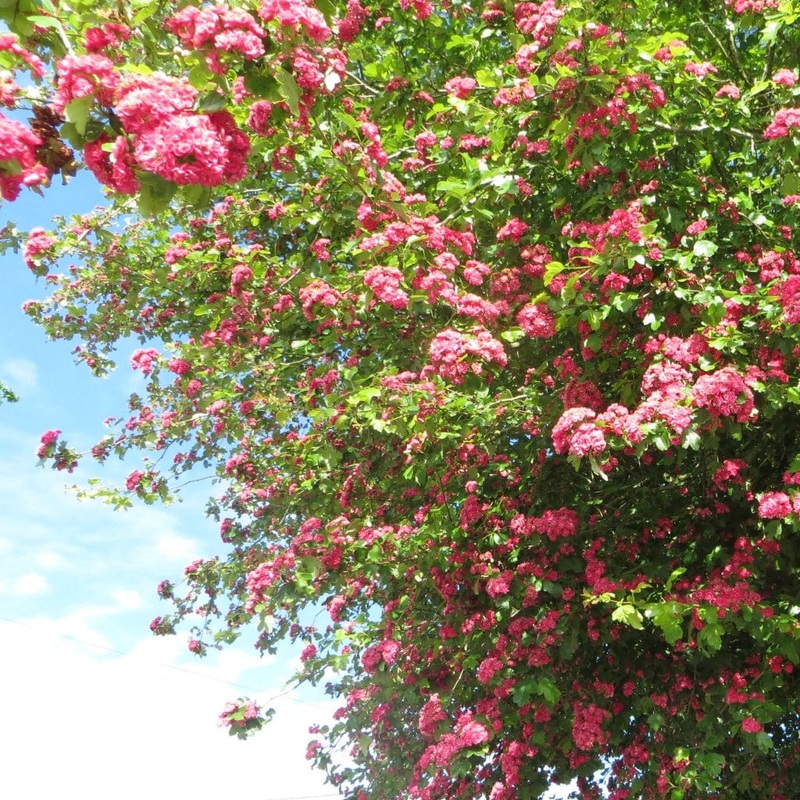 Double Pink Hawthorn Tree | Crataegus laevigata ‘Rosea Flore Pleno’