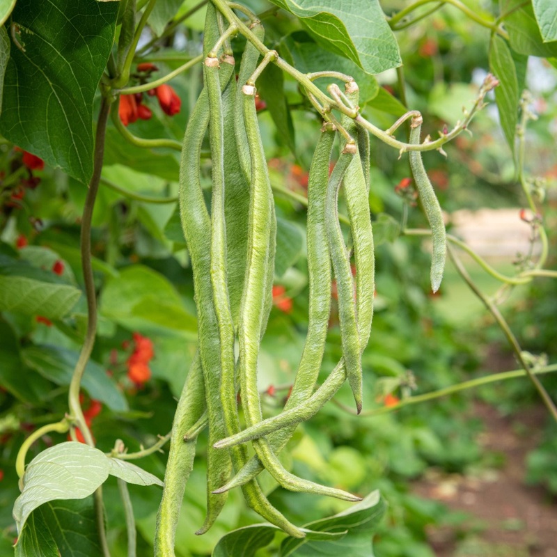 ‘Enorma’ Runner Bean Plants Garden-Ready Plant in a 10cm Pot