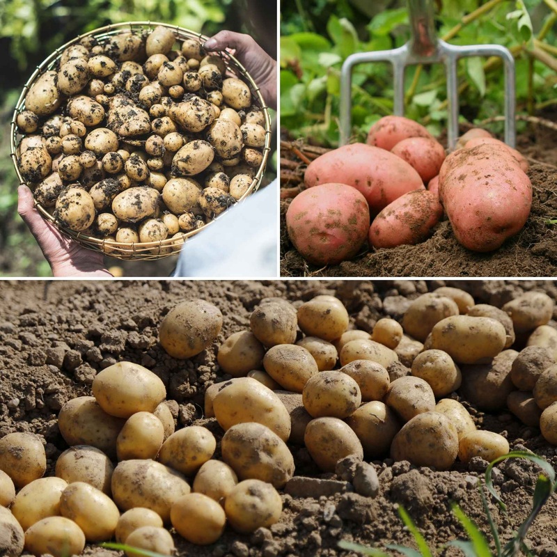 Full Season Seed Potato Pack | Growers’ Choice
