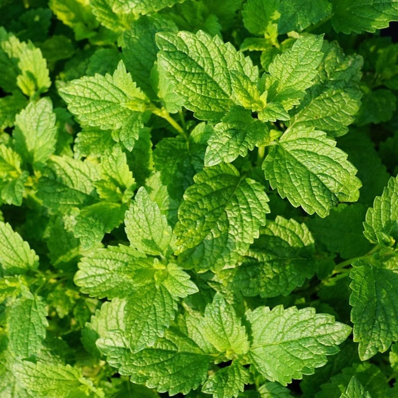 Garden Mint Plants Garden-Ready Plant in an 8.5cm Pot