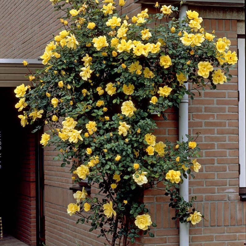 ‘Gardeners’ Glory’ Climbing Rose