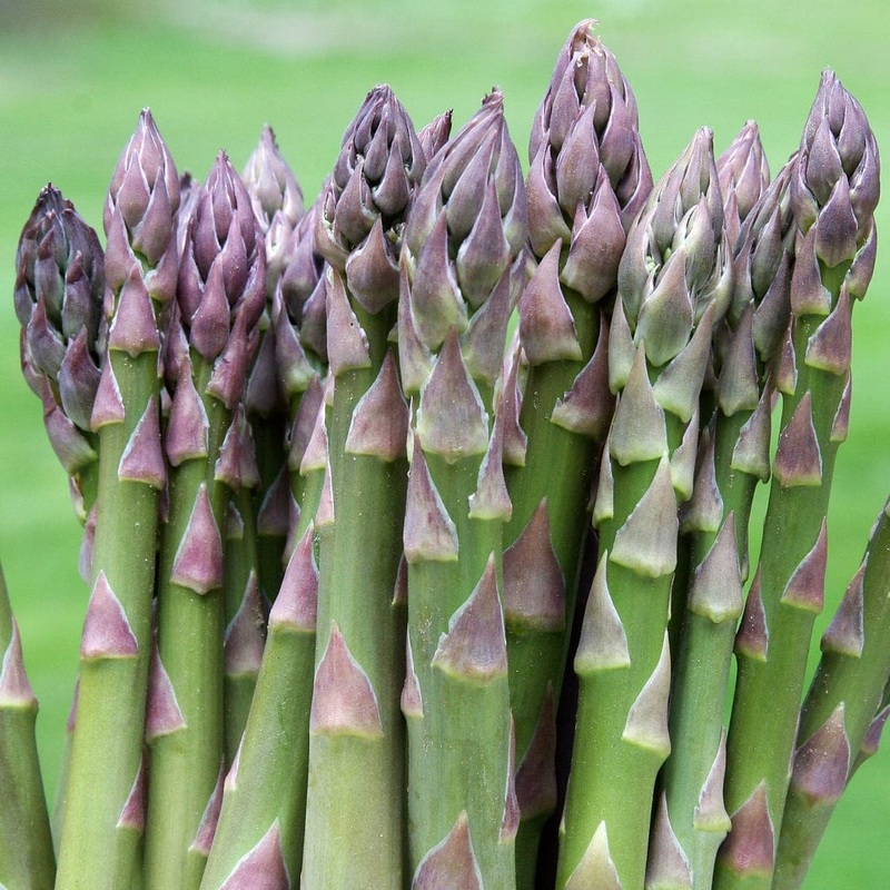 ‘Gijnlim’ Asparagus Plant