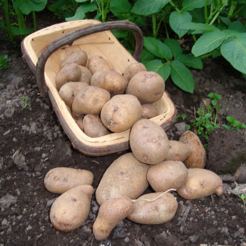 ‘Golden Wonder’ Maincrop Seed Potatoes