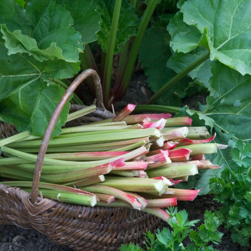 ‘Goliath’ Rhubarb Plant