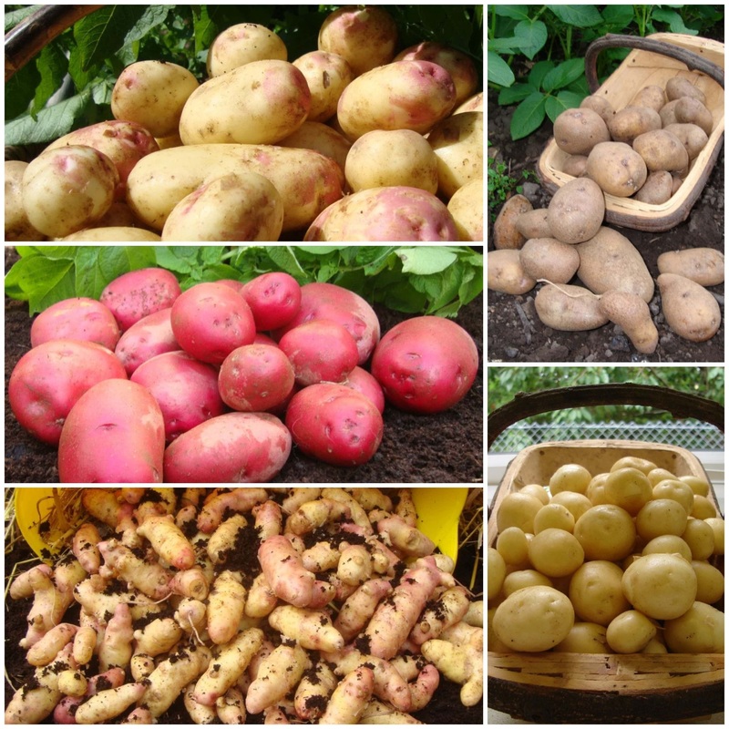 Gourmet Seed Potato Pack | Growers’ Choice