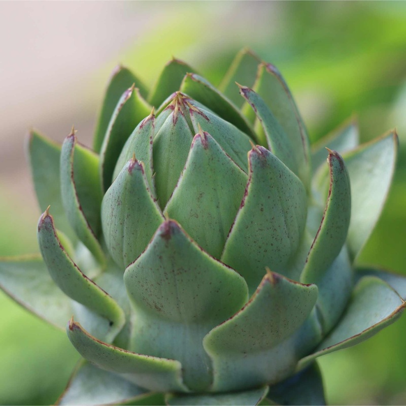 ‘Green Globe’ Artichoke Plants Strip of 6 Plants