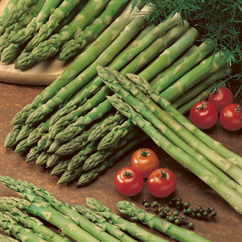 ‘Guelph Millennium’ Asparagus Plant