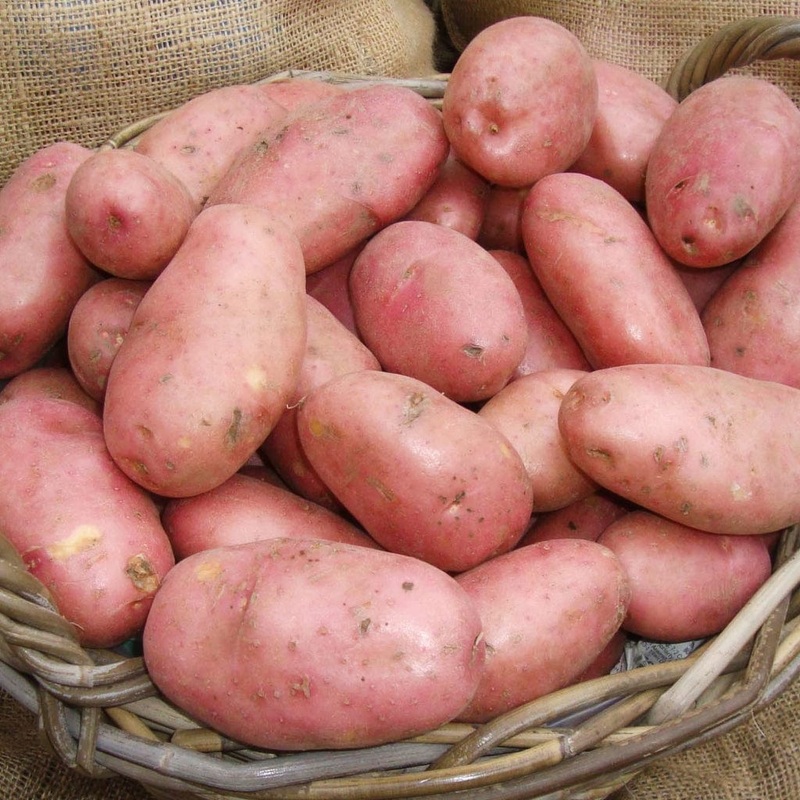 ‘Java’ Maincrop Seed Potatoes