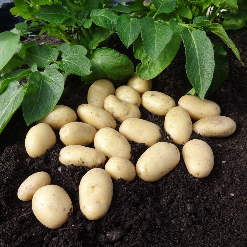 ‘Jazzy’ Second Early Salad Seed Potatoes