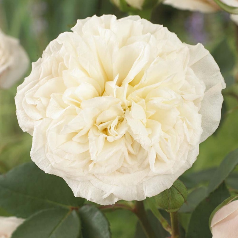 ‘Joie de Vivre’ Floribunda Rose