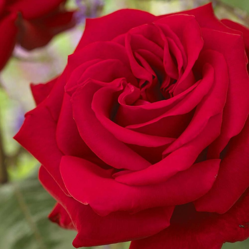 ‘Joyful Birthday’ Hybrid Tea Rose