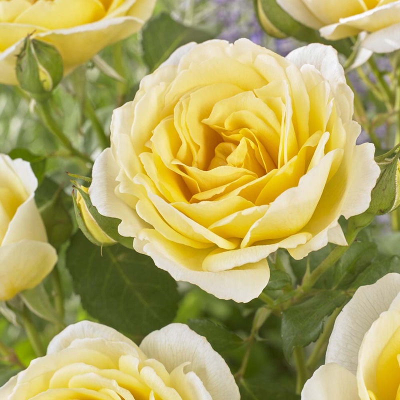 ‘Joyful Celebration’ Hybrid Tea Rose