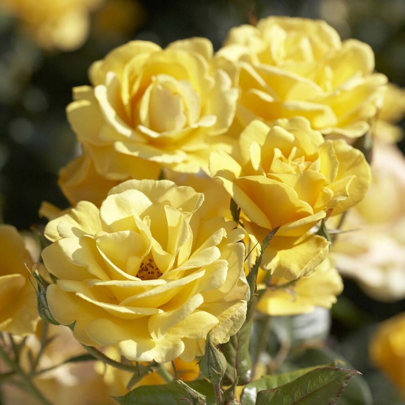 ‘Joyful Sunshine’ Hybrid Tea Rose