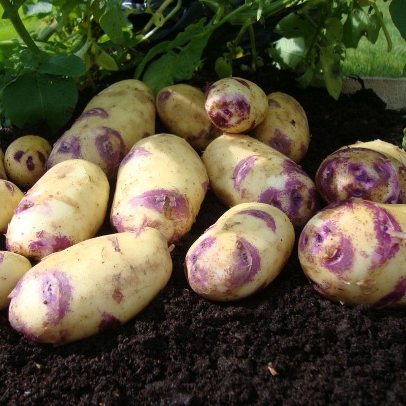 ‘Kestrel’ Second Early Seed Potatoes