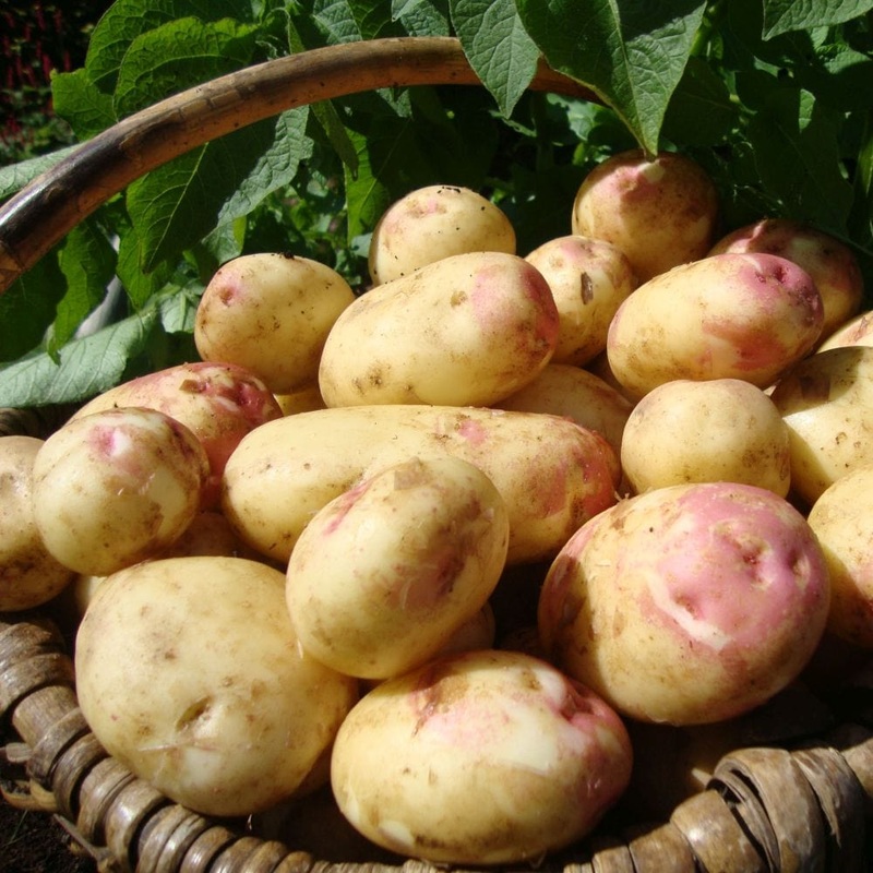 ‘King Edward’ Maincrop Seed Potatoes