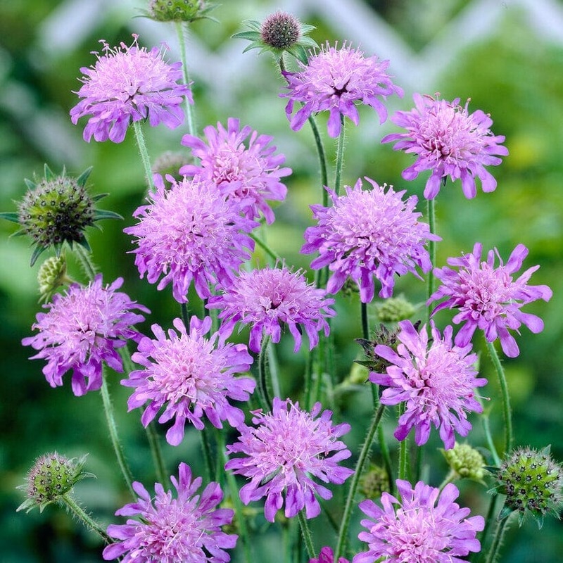 Knautia ‘Melton Pastels’