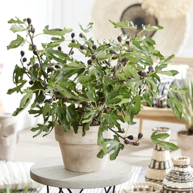 ‘Little Miss Figgy’ Patio Fig Tree