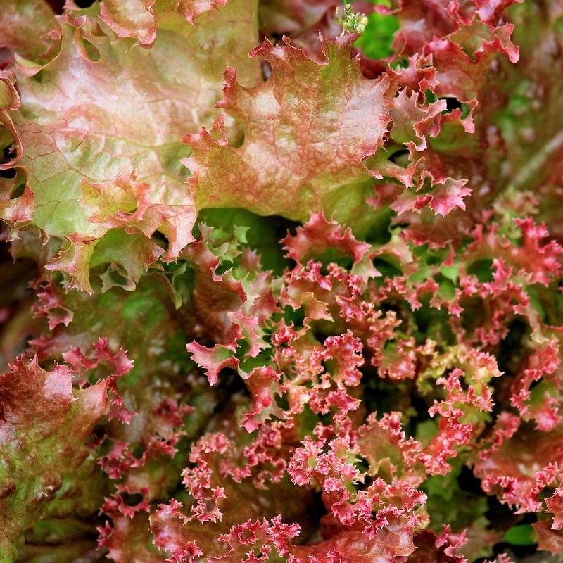 ‘Lollo Rossa’ Lettuce Plants