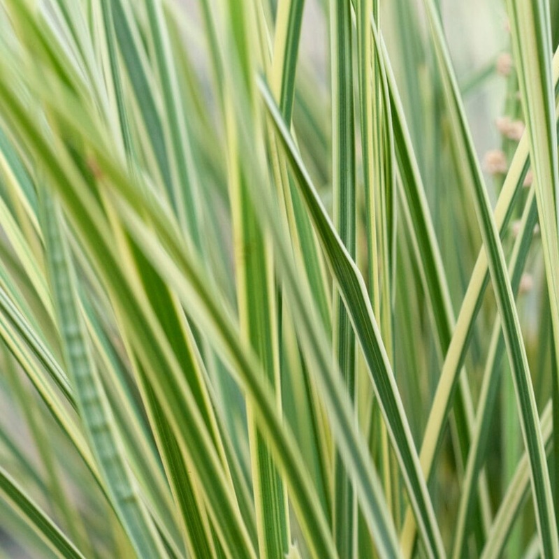 Lomandra longifolia ‘White Sands’