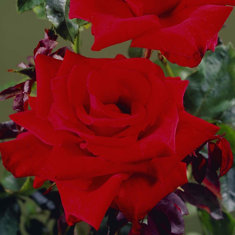 ‘Love Knot’ Climbing Rose