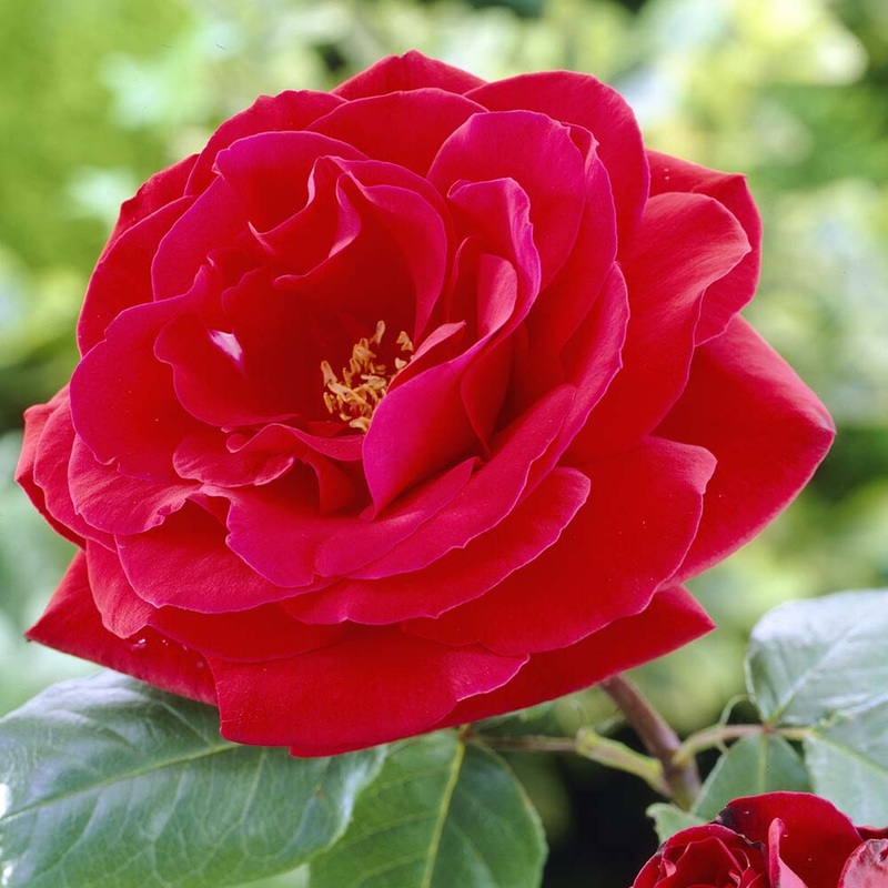 ‘Lucky Charm’ Hybrid Tea Rose