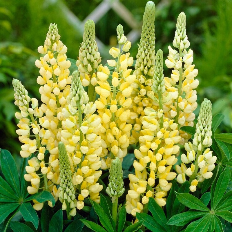 Lupin ‘Legendary Yellow Shades’