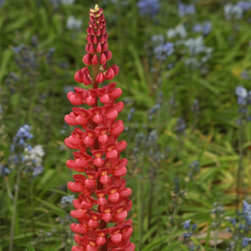 Lupin West Country ‘Beefeater’