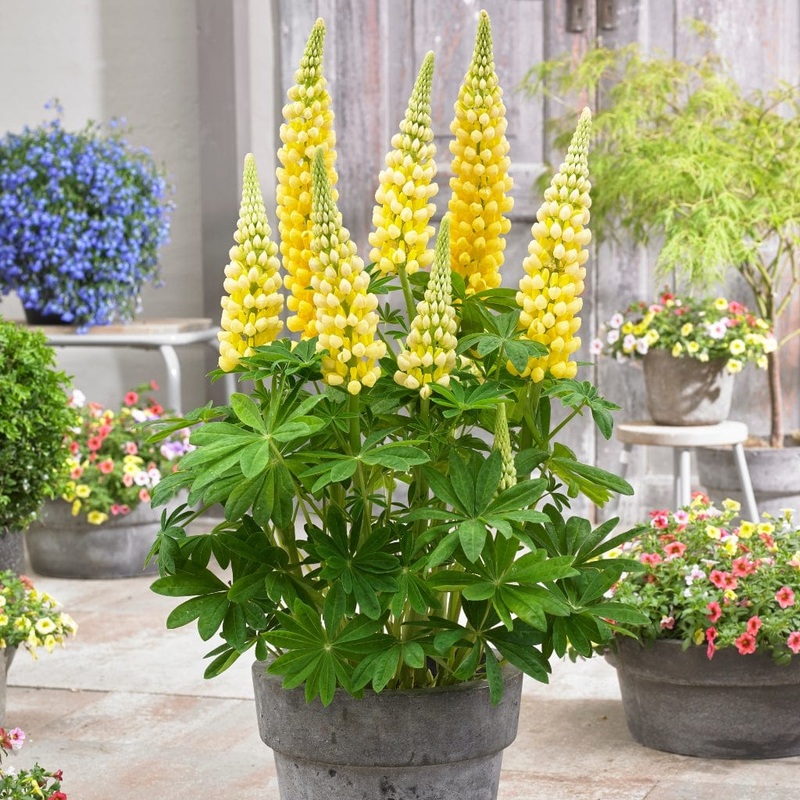Lupin West Country ‘Desert Sun’