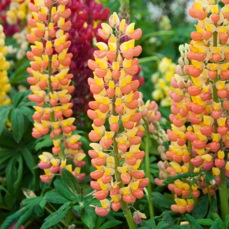 Lupin West Country ‘Gladiator’