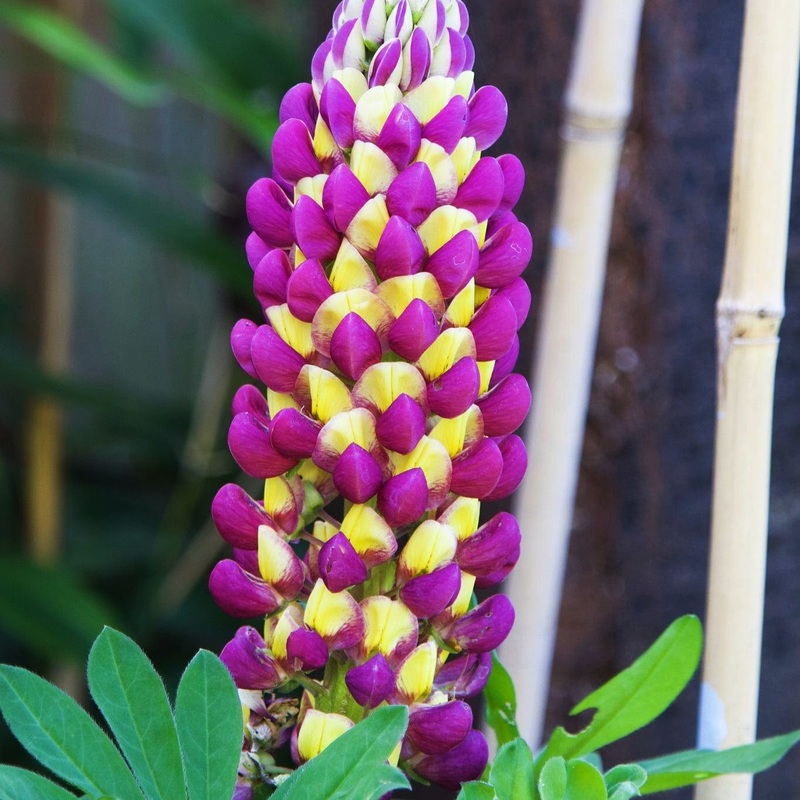 Lupin West Country ‘Manhattan Lights’