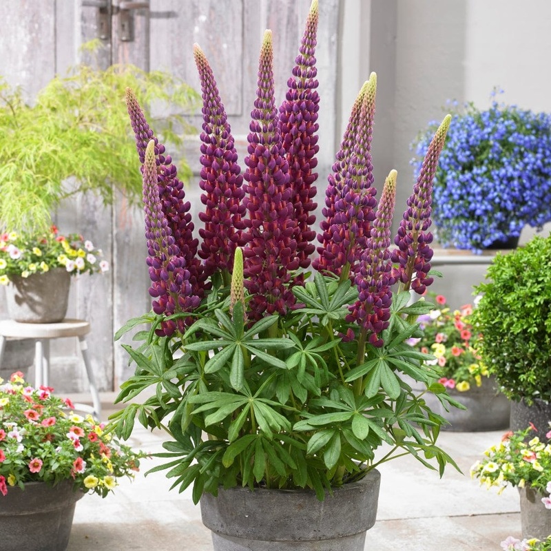 Lupin West Country ‘Masterpiece’