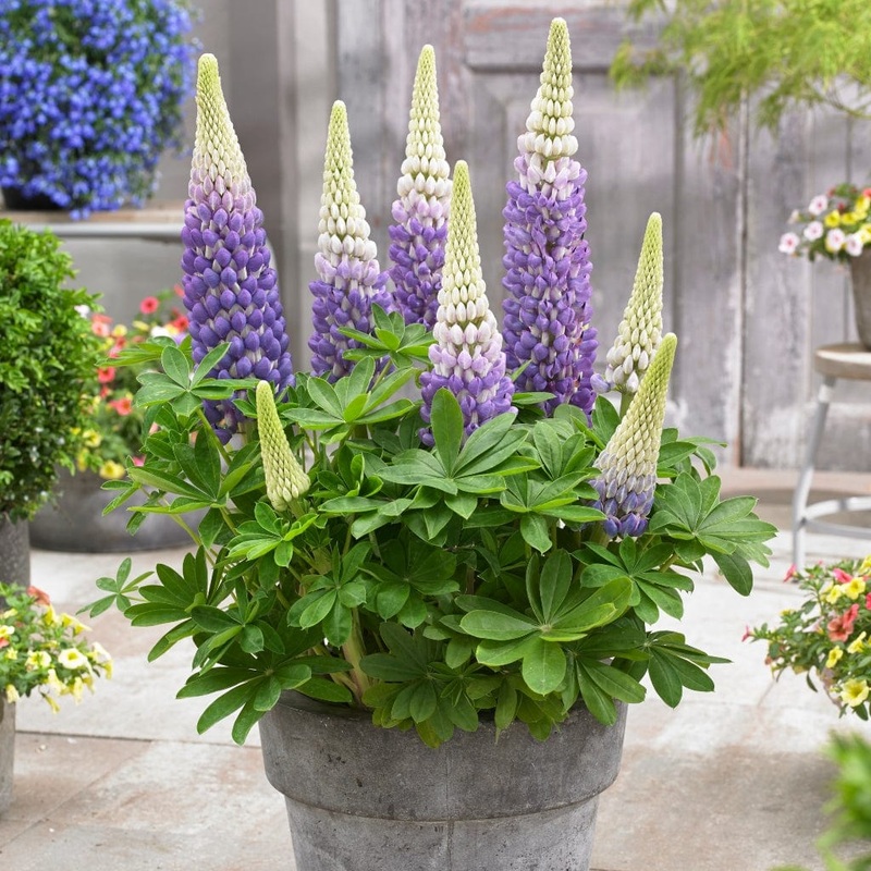 Lupin West Country ‘Persian Slipper’
