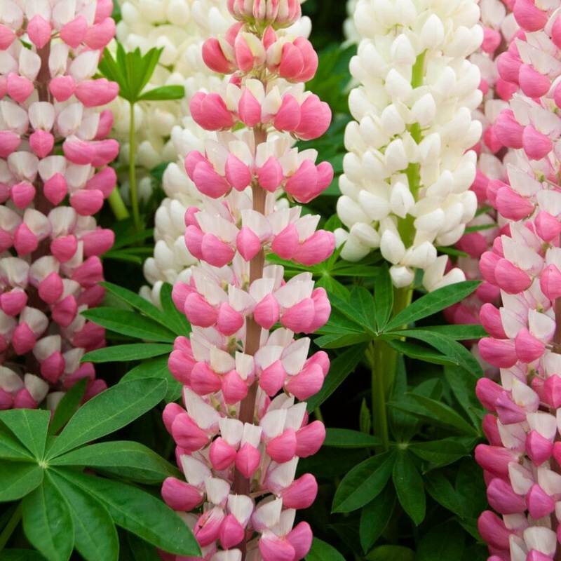 Lupin West Country ‘Rachel de Thame’