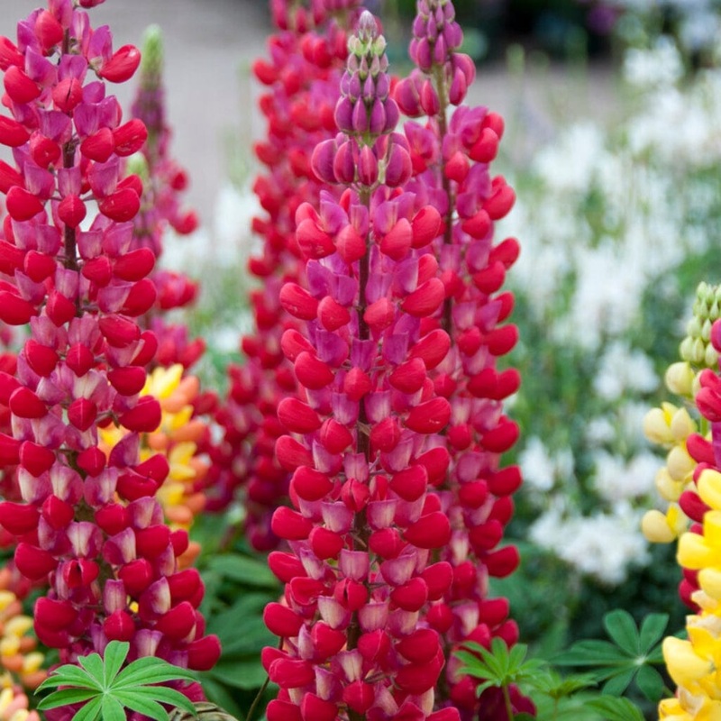 Lupin West Country ‘Red Rum’