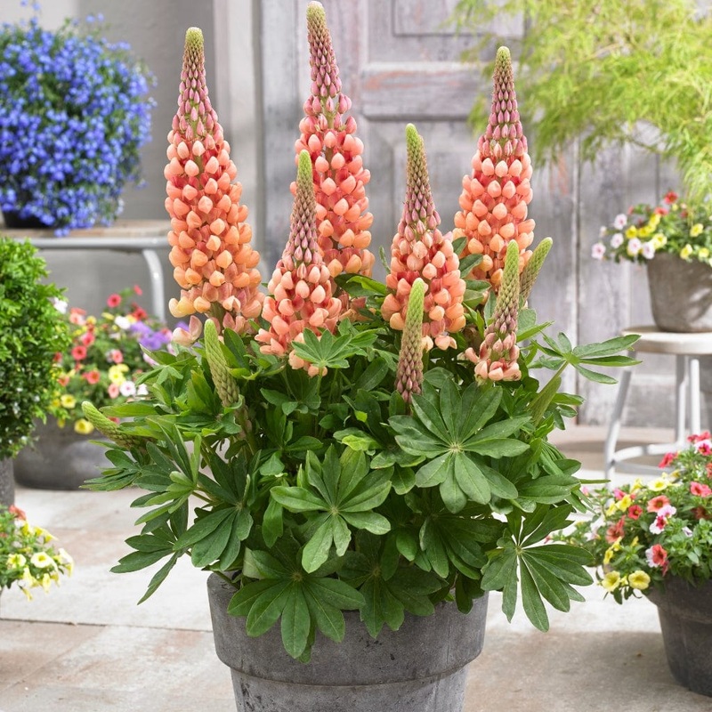 Lupin West Country ‘Salmon Star’