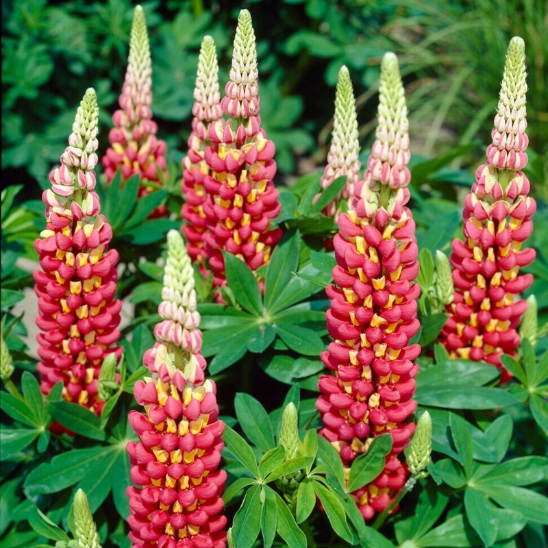 Lupin West Country ‘Tequila Flame’