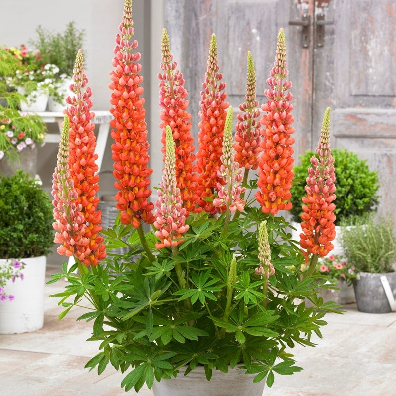 Lupin West Country ‘Terracotta’
