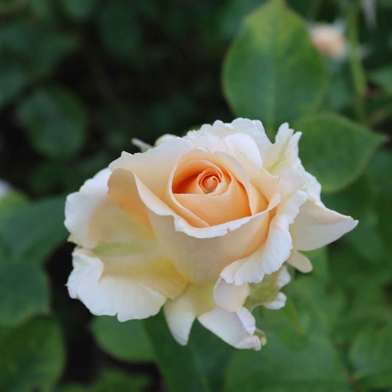 ‘Many Thanks’ Groundcover Rose