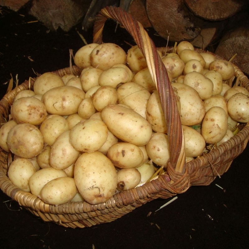 ‘Maris Peer’ Second Early Patio Seed Potatoes