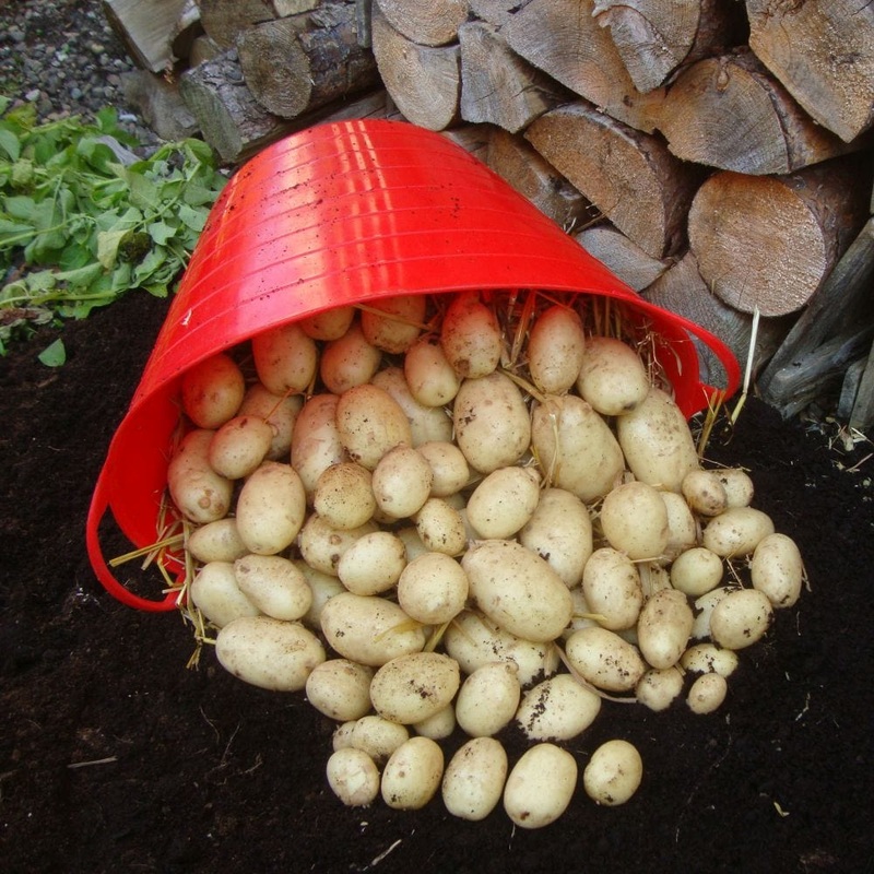 ‘Maris Piper’ Maincrop Seed Potatoes