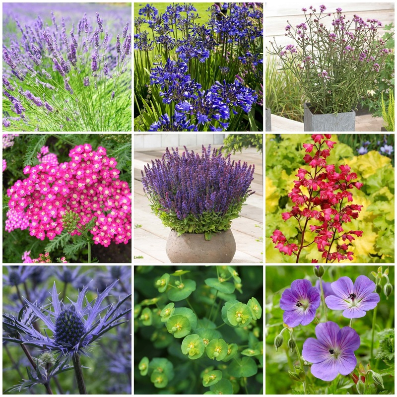 Mediterranean Garden Collection | Drought Tolerant Plants