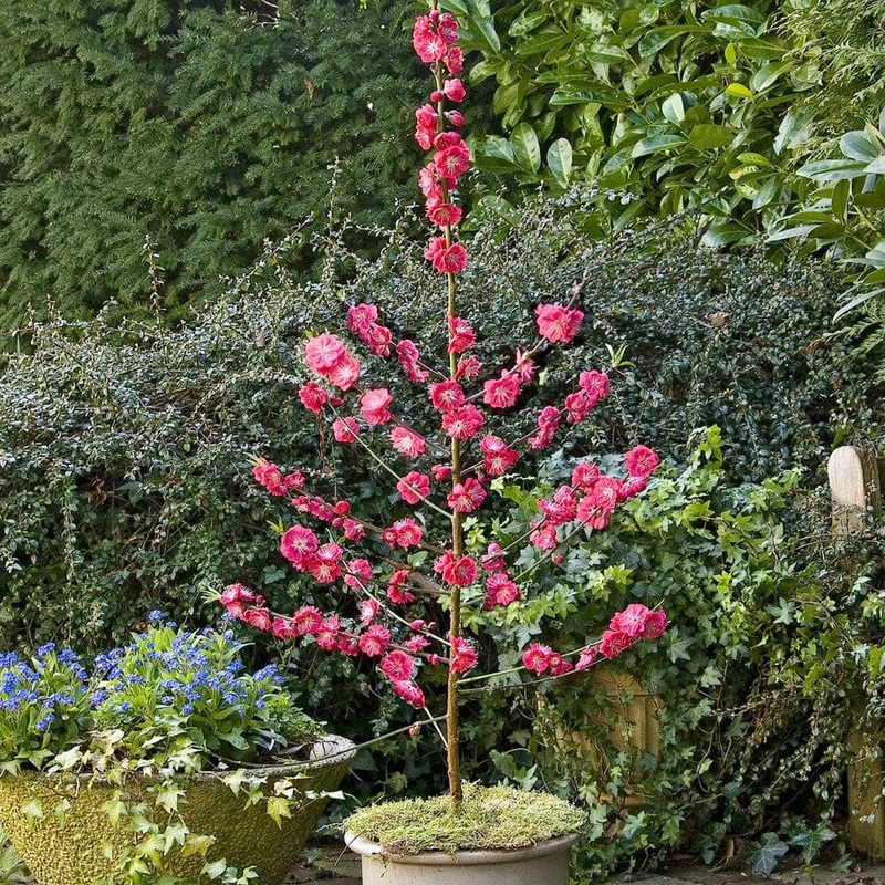 ‘Melred’ Red-Flowered Patio Peach Tree
