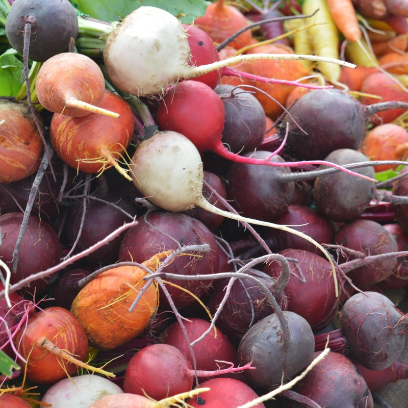 Mixed Beetroot Plants Strip of 24 Plants