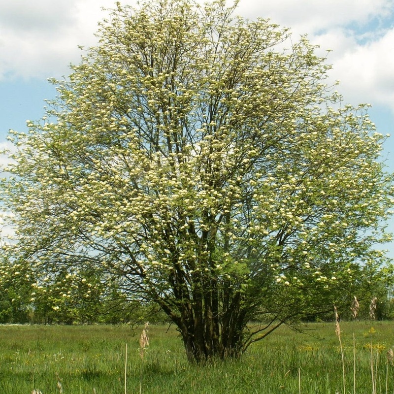 Multi-Stem Mountain Ash Rowan Tree | Sorbus aucuparia