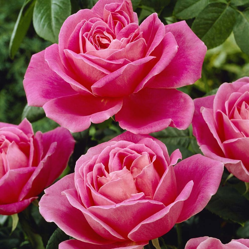 ‘My Darling’ Hybrid Tea Rose