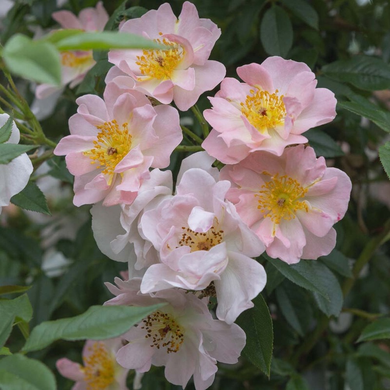 ‘Open Arms’ Climbing Rose