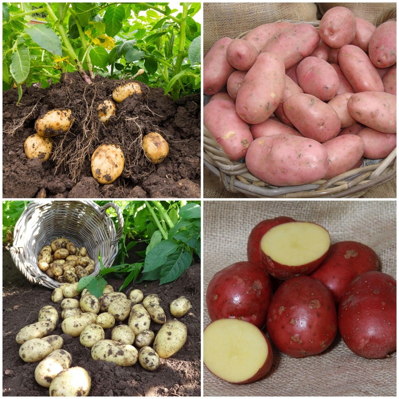 Organic Growing Seed Potato Pack | Growers’ Choice
